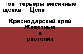 Той- терьеры,месячные щенки. › Цена ­ 7.0006.000. - Краснодарский край Животные и растения » Собаки   . Краснодарский край